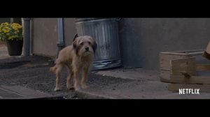 10 фильмов про собак/ Топ фильмов про собак / Что посмотреть / Подборка / Топ фильмов / Кино