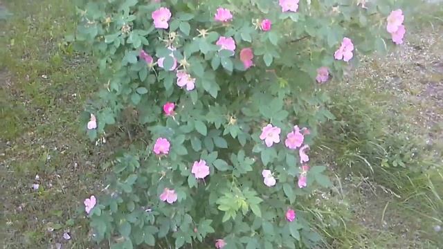Цветёт шиповник в Тюмени смотреть онлайн