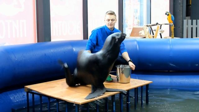 Шоу морских котиков в "Весёлом Zoo" смотреть онлайн
