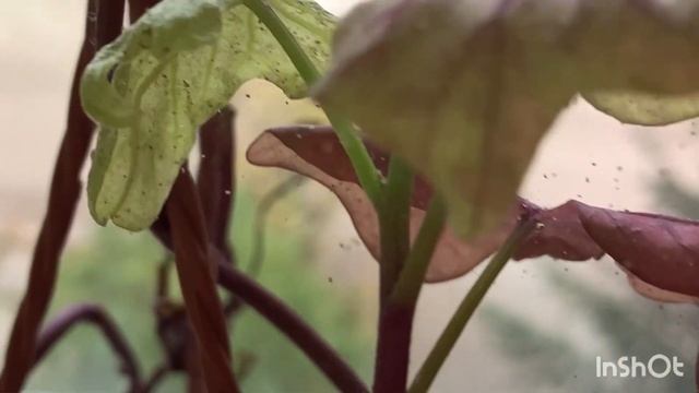 Как почистить семечки тыквы ?кормушка для птиц? Шторы в стиле «кафе» на балконе) смотреть онлайн