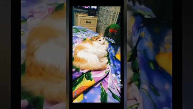 КАК МОЖНО БЫТЬ ТАКИМИ МИЛЫМИ?! | Подборка с животными из тик тока №2 смотреть онлайн