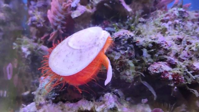 Моллюск диско в морском аквариуме смотреть онлайн