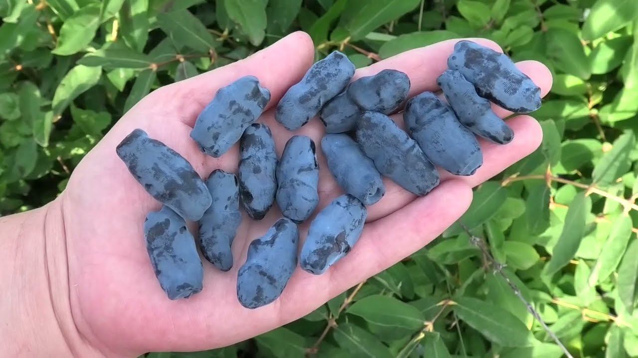 БАКЧАРСКИЙ ВЕЛИКАН сорт жимолости