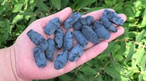 БАКЧАРСКИЙ ВЕЛИКАН сорт жимолости