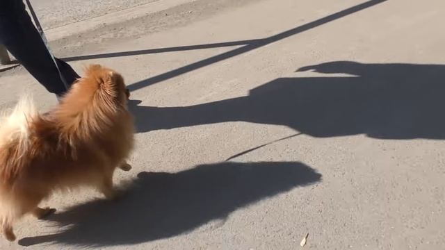 Топ 11 советов | Как приучить щенка к пеленке | 100% результат | Подробная инструкция смотреть онлайн