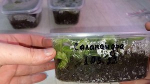 НОВЫЙ СПОСОБ укоренения глоксинии, 100% укоренение, не занимает много места и дает МНОГО ДЕТОК