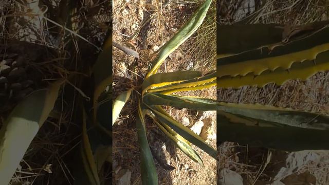 Из Испании Александр и Виктор.mp4 смотреть онлайн