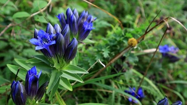 Горечавка перекрестно-листная. Польза для здоровья. смотреть онлайн