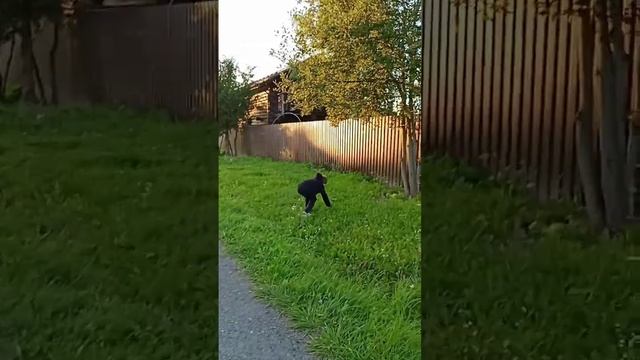 весёлый трюфель уходит сказала канаву в канаву смотреть онлайн