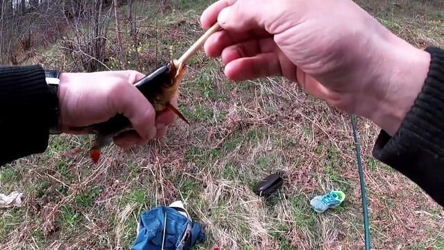 Золотая рыбка!!! КРАСНОПЁРКА!!!! Рыбалка на поплавочную удочку смотреть онлайн