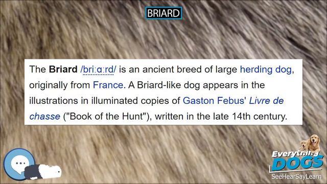 Briard 🐶🐾 Everything Dogs 🐾🐶 смотреть онлайн