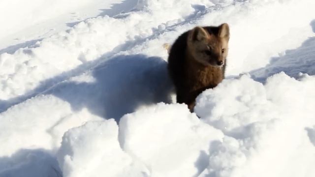 Куница: Ловкая и пушистая охотница | Интересные факты про куниц смотреть онлайн