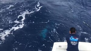 Голубой Марлин весом 251кг. Остров Маврикий. Рыбалка.