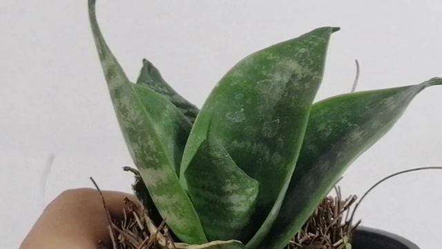 sansevieria mini cuidados donsuculento смотреть онлайн