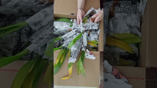 Распаковка посылки с луковками Гиппеаструма. смотреть онлайн