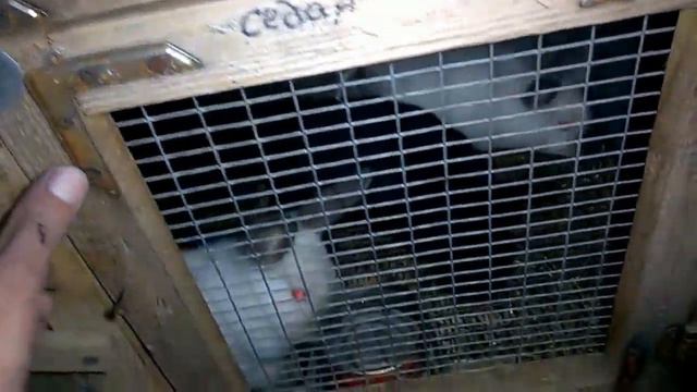 Ночной обзор ! Как проверить крольчиху , хромоножка , Нюша перепугала ... !