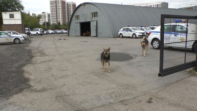 Худые Псы Полка ДПС 2020 Уловка для задержания смотреть онлайн