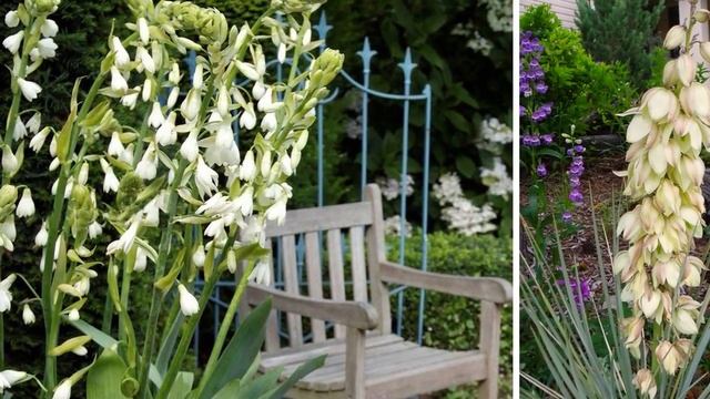 5 ИЗЫСКАННЫХ НЕЗАСЛУЖЕННО РЕДКИХ МНОГОЛЕТНИКА / Которые Точно УДИВЯТ Ваших СОСЕДЕЙ