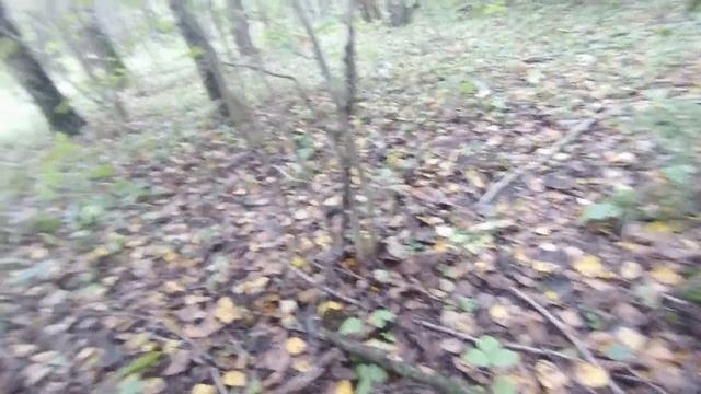 СОБИРАЮ ГРИБЫ ЛИСИЧКИ.ЛОЖНЫЕ ЛИСИЧКИ.ЧЕРНЫЙ ГРУЗДЬ,БЛЕДНАЯ ПОГАНКА(как они выглядят). смотреть онлайн