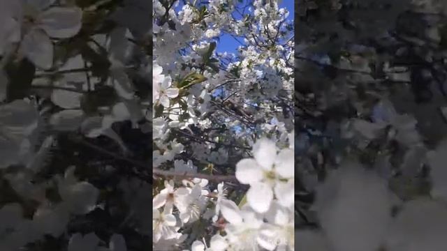 #вишня #цветёт #весна #цветочныймикс Вишня в цвету! смотреть онлайн