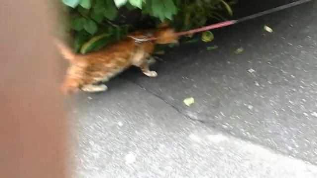 тигр домашний смотреть онлайн