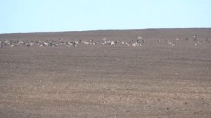 Дикие гуси в  естественной среде.