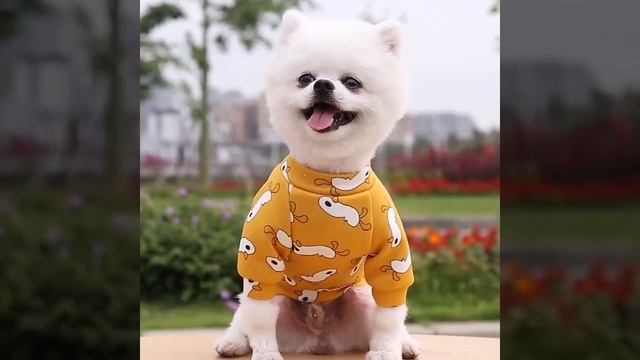 Классический теплый свитер для щенка, удобная толстовка, куртка для собаки, одежда. смотреть онлайн