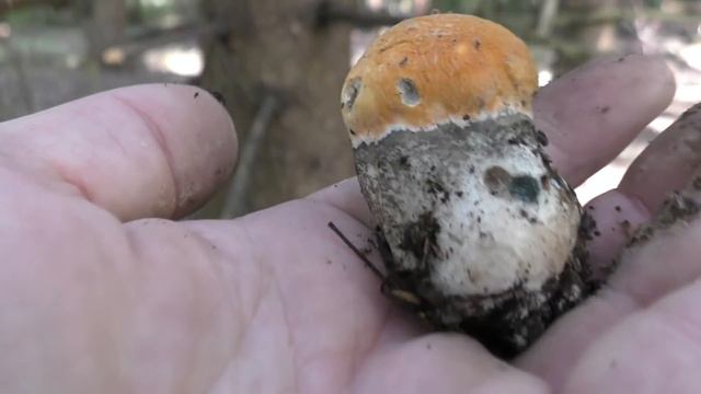 Удача, нашёл редкий гриб! Подосиновики и лисички Подмосковья. Июнь 2020 год. смотреть онлайн