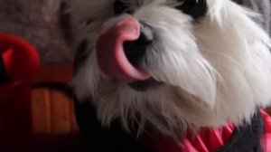 ИГРА В КАЛЬМАРА В РЕАЛЬНОЙ ЖИЗНИ С КОТАМИ! КЕВИН И БИЛЛИ ПРОТИВ ЛЕРЫ И МИШИ