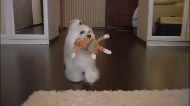 Чтоб я так жил Мальтийская болонка смотреть онлайн