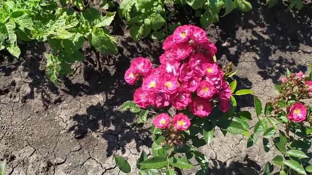 АЛЬБЕРИХ (Alberich, Happy). De Ruiter Нидерланды, 1954 г. Полиантовые (Polyantha) смотреть онлайн