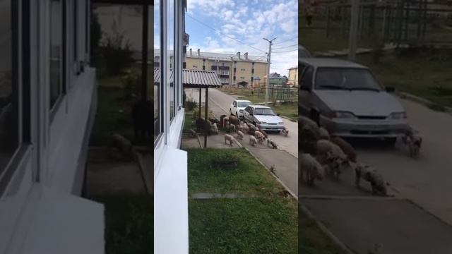 Свиньи в городе: жители сняли на видео прогулку по Скуратово стада хрюшек смотреть онлайн