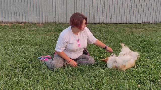 Как научить собаку кувыркаться смотреть онлайн