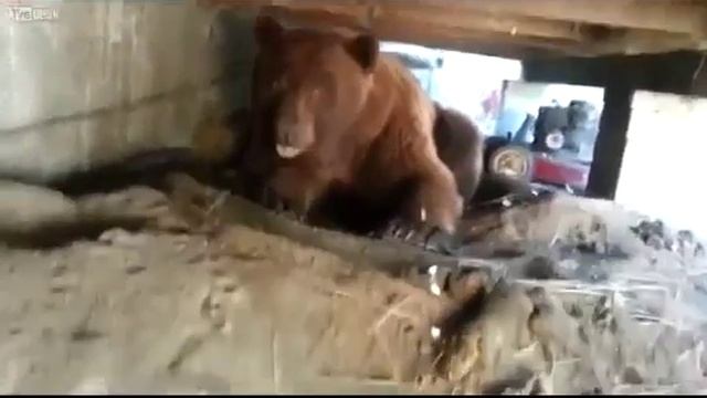 Как напугать медведя до усерачки смотреть онлайн