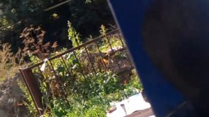 Форд Фокус 3  - как убрать скрип двери