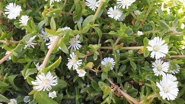 Delosperma Osberg - Grow & Care (Iceplant)