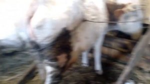 Лягается корова что делать как усмирить корову