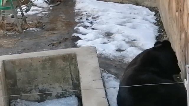 Тебердинский заповедник//Карачаево-Черкессия//31.03.2021//прогулка семьёй смотреть онлайн