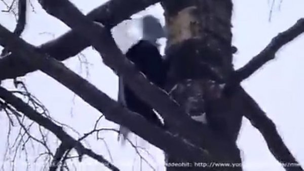 Самый большой Дятел желна Dryocopus martius