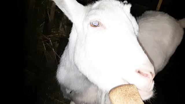 Все завязываю с кроликами l Копаю Братскую Могилу l На второй траншее лопата не выдержала смотреть онлайн