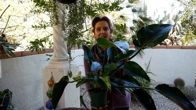 PHILODENDRON IMPERIAL RED CARE / JoyUsGarden