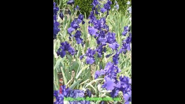 #Выставка #ирисы #Сад цветов Екатерины Ляшенко смотреть онлайн