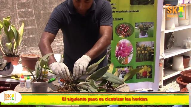 Cultivo de Orquídeas: Propagación de una Cattleya смотреть онлайн