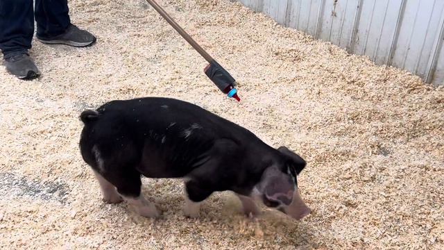 Allen 1-3 Poland male video says 1-4 he is actually 1-3 смотреть онлайн