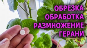 После такой обрезки и обработки герань расцветает огромными соцветиями. Герань уход и выращивание.
