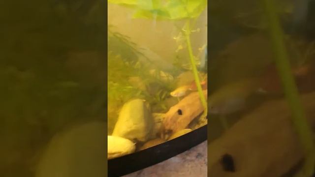 малый прудовик и физа : различия смотреть онлайн