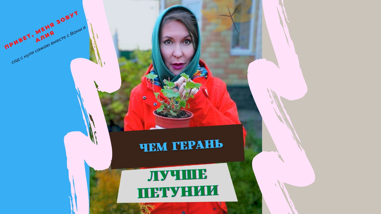 Почему герань (пеларгония) лучше петунии ?