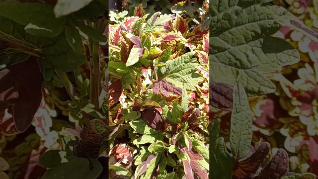 Колеус 🌻 #OneGarden #CHRYSANTHEMUM смотреть онлайн