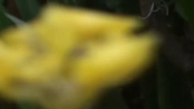 Sony Handycam DCR-SX20 #39 смотреть онлайн