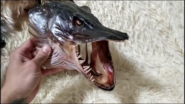 Чучело из головы щуки. смотреть онлайн